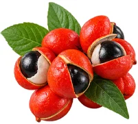 Composant ProstaVit — extrait de graines de guarana