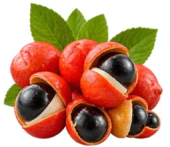 ProstaVit — Extrait de graines de guarana